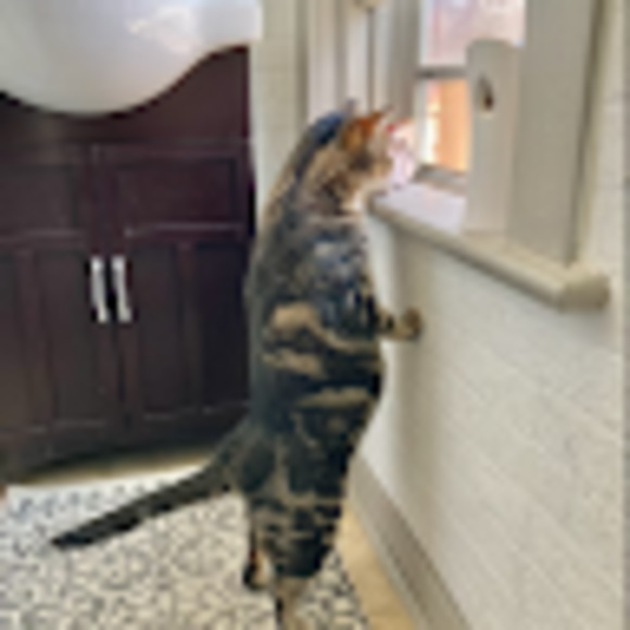 Meet your Posher, Isch3340 - Picture 1 of 1